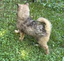 Like Huskies? Shepherds? Wolves? Love the Pseudo Lobo… - Photo 4