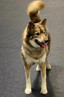Like Huskies? Shepherds? Wolves? Love the Pseudo Lobo… - Photo 5