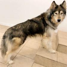 Like Huskies? Shepherds? Wolves? Love the Pseudo Lobo… - Photo 6