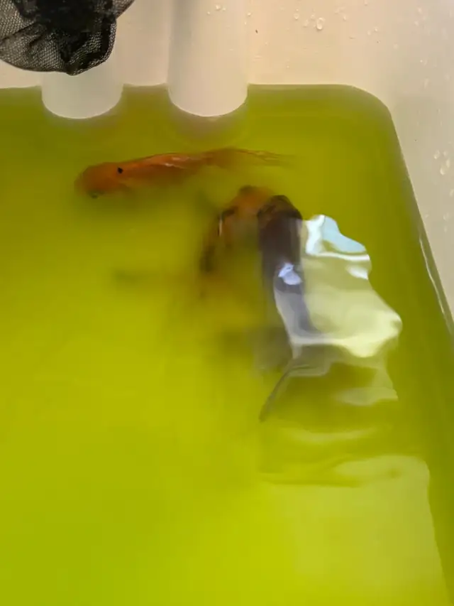 aquarium and Fish
