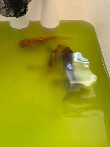 aquarium and Fish