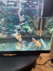 aquarium and Fish - Photo 3