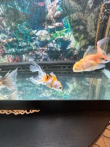 aquarium and Fish - Photo 4