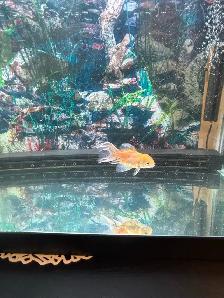 aquarium and Fish - Photo 5