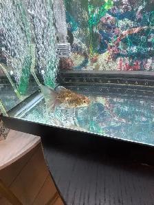 aquarium and Fish - Photo 6