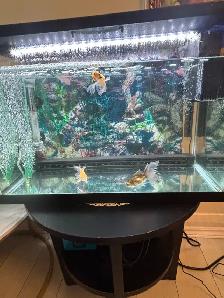 aquarium and Fish - Photo 7