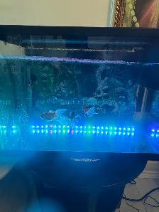 aquarium and Fish - Photo 8