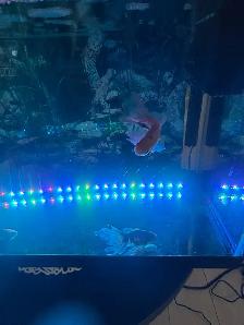 aquarium and Fish - Photo 9