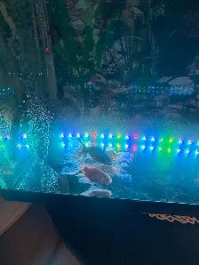 aquarium and Fish - Photo 10
