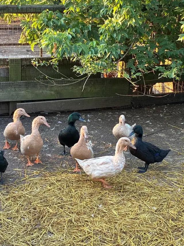 Socialized ducks
