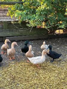 Socialized ducks