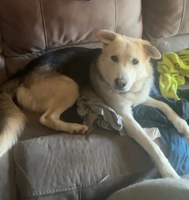 1 year old male husky/austalian shepherd