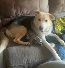 1 year old male husky/austalian shepherd
