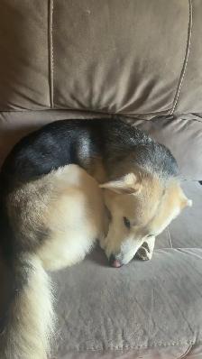 1 year old male husky/austalian shepherd - Photo 2