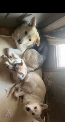 1 year old male husky/austalian shepherd - Photo 3