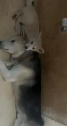 1 year old male husky/austalian shepherd - Photo 4