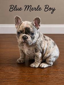 FRENCH BULLDOG PUPPIES