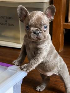 FRENCH BULLDOG PUPPIES - Photo 2