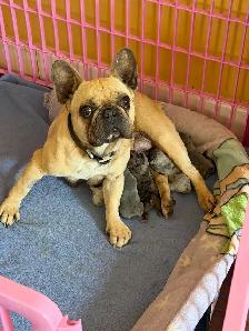 FRENCH BULLDOG PUPPIES - Photo 3