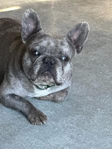 FRENCH BULLDOG PUPPIES - Photo 4