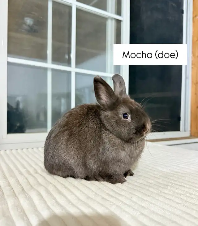Tiny Netherland Dwarf baby bunnies