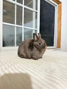Tiny Netherland Dwarf baby bunnies - Photo 6