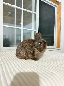 Tiny Netherland Dwarf Bunny