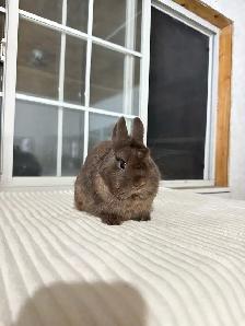 Tiny Netherland Dwarf Bunny - Photo 2