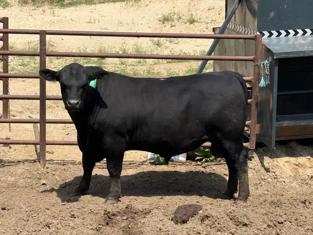 ANGUS BULL FOR SALE