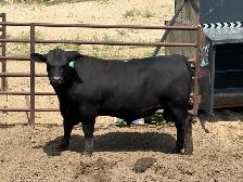 ANGUS BULL FOR SALE