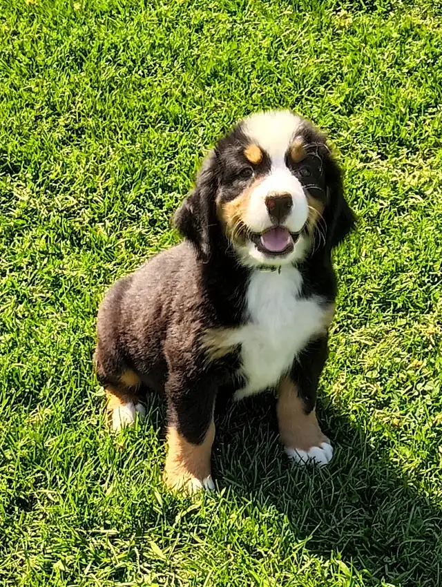 Hidden Hills Bernese