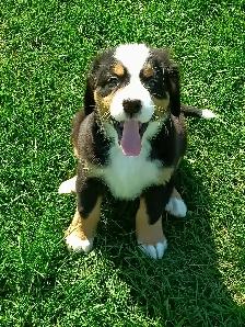 Hidden Hills Bernese - Photo 2
