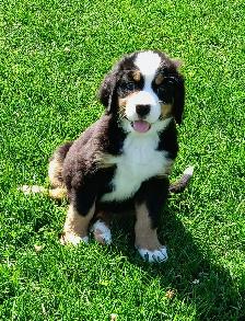 Hidden Hills Bernese - Photo 3