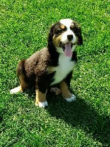 Hidden Hills Bernese - Photo 4