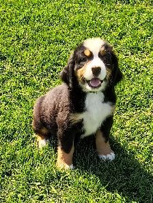 Hidden Hills Bernese - Photo 5