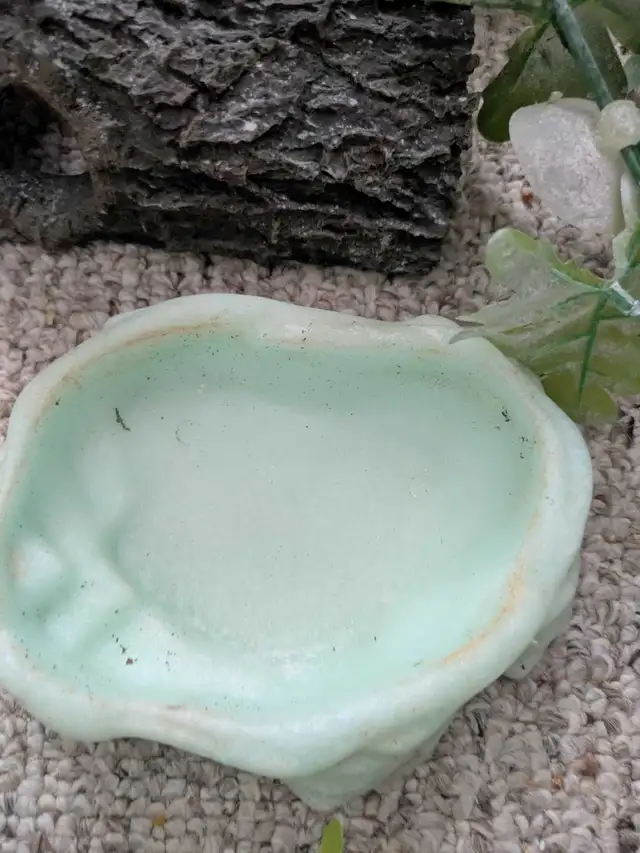 Frog stuff and fish tank