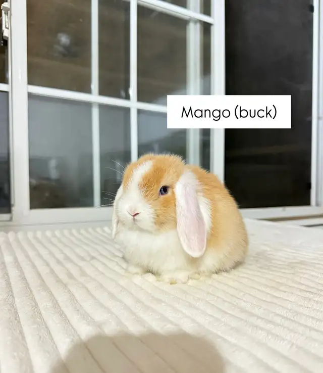 Adorable Holland Lop baby bunnies