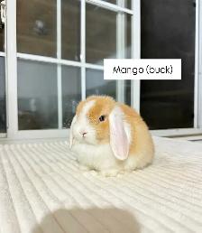 Adorable Holland Lop baby bunnies
