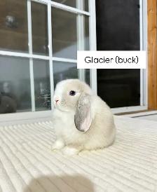 Adorable Holland Lop baby bunnies - Photo 2