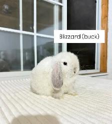 Adorable Holland Lop baby bunnies - Photo 4
