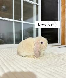 Adorable Holland Lop baby bunnies - Photo 5