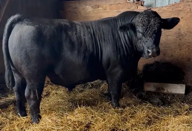 Purebred Simmental Bull for sale