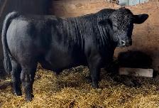 Purebred Simmental Bull for sale