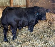 Purebred Simmental Bull for sale - Photo 2