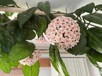 PERENNUAL & Aechmea/Clivia/Cactus/Hoya Carnosa - Photo 7