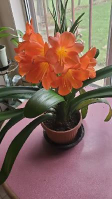 PERENNUAL & Aechmea/Clivia/Cactus/Hoya Carnosa - Photo 8