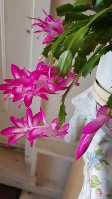 PERENNUAL & Aechmea/Clivia/Cactus/Hoya Carnosa - Photo 9