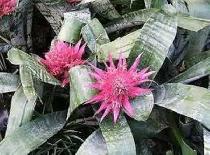 PERENNUAL & Aechmea/Clivia/Cactus/Hoya Carnosa - Photo 10