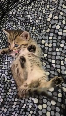SAVANNAH F3 FEMELLES ET MÂLES  DISPONIBLE  514-501-9810