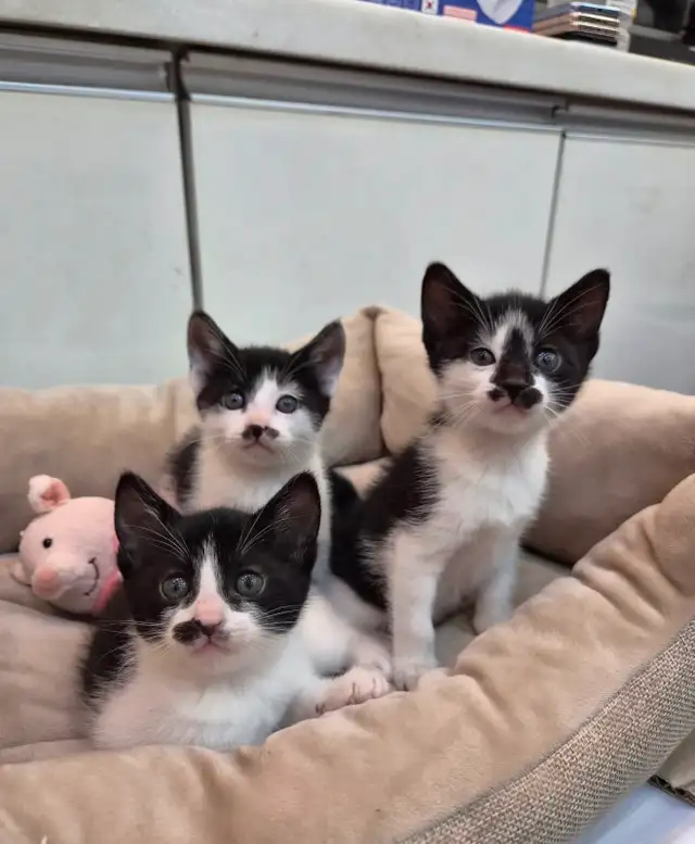 Vaccinated Kittens with Delivery!